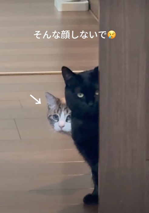 ドアから覗き込む猫たち7