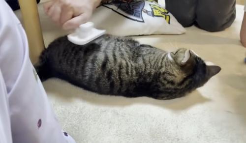 ブラッシングしてもらっている猫