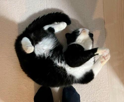 体をくねらせて嬉しさを表現する猫