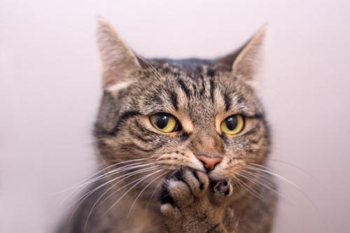 手で口を隠す猫