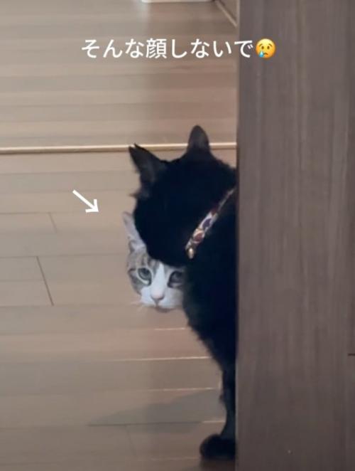 ドアから覗き込む猫たち4