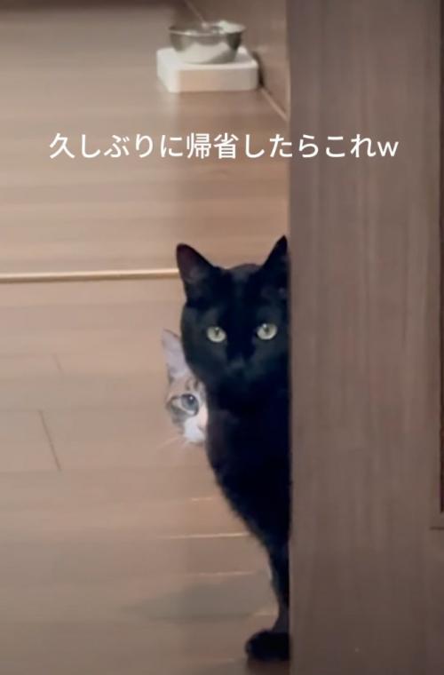 ドアから覗き込む猫たち