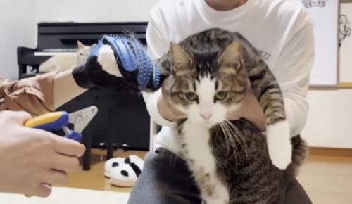 男性に抱っこされて爪を切られそうな猫