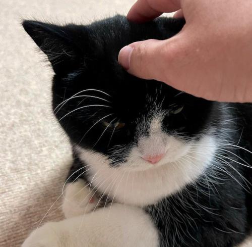 飼い主を上目遣いで見つめる猫