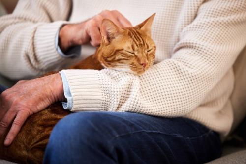 人のひざの上に乗る猫