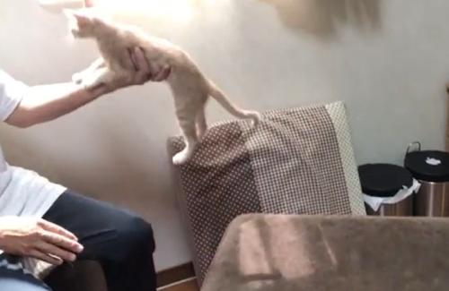 片手で持ち上げられる猫