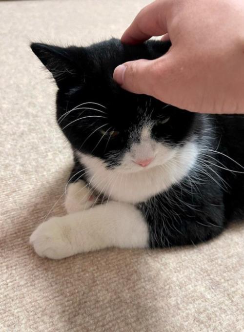 飼い主に頭を撫でられる猫