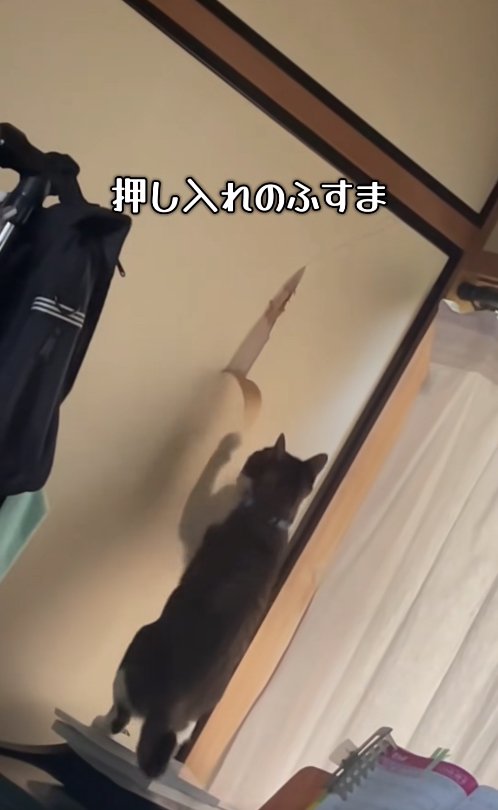 ふすまのめくれている紙に触っている猫