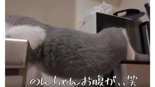 キッチンにいる猫