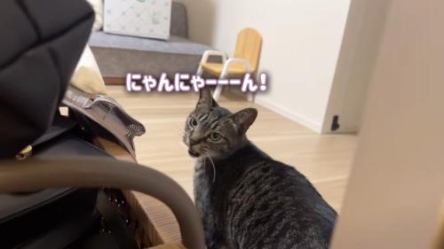 にゃんにゃーーーん!