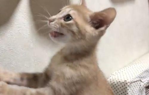 鳴いてアピールする猫