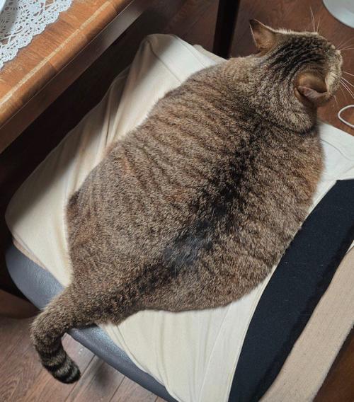 イスを占領する猫の背中