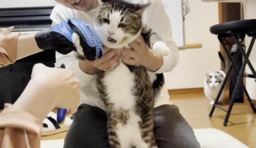 爪を切られて抵抗する猫