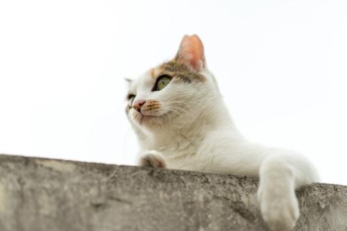 高所にいる猫