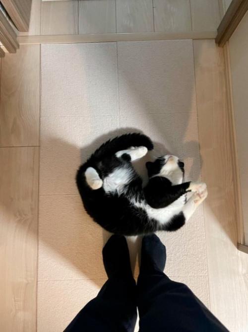 男性の足元に寝転がる猫