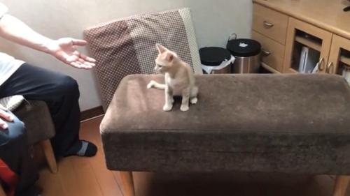 椅子の上でおすわりしている猫