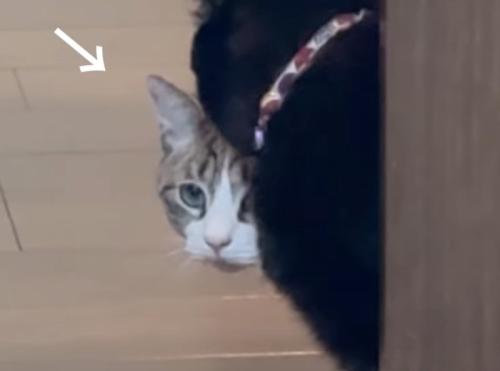 怯えた表情の猫