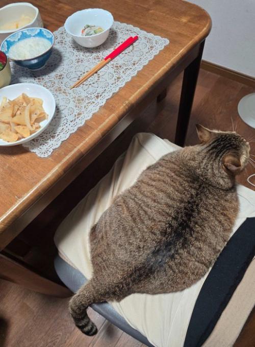 イスの上に座る猫