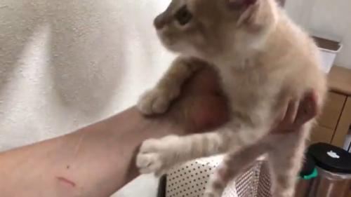 持ち上げられる猫