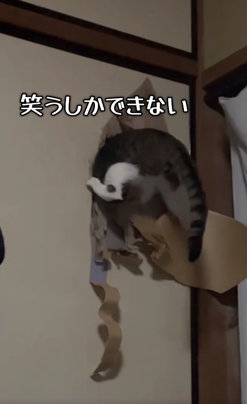 ふすまの穴に上半身を突っ込んでいる猫「笑うしかできない」