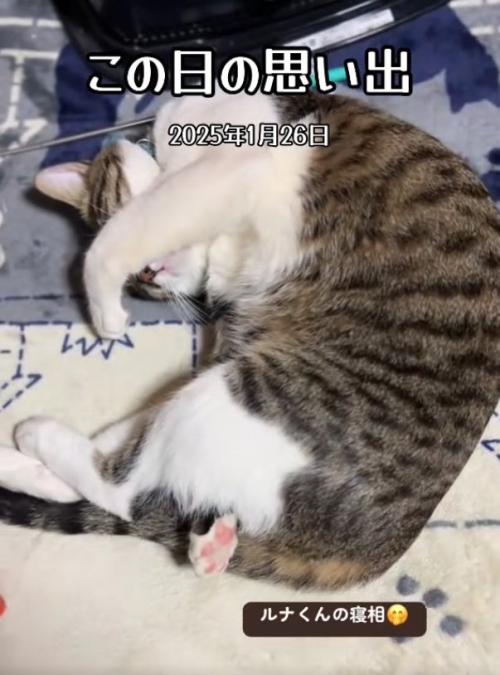 左前足で顔を隠して寝ている猫