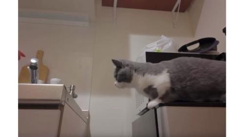 キッチンにいる猫