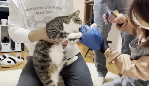 爪を切られて噛みついて抵抗する猫