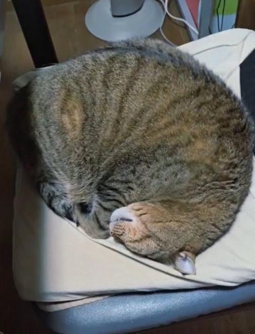 猫の様子を確認する飼い主