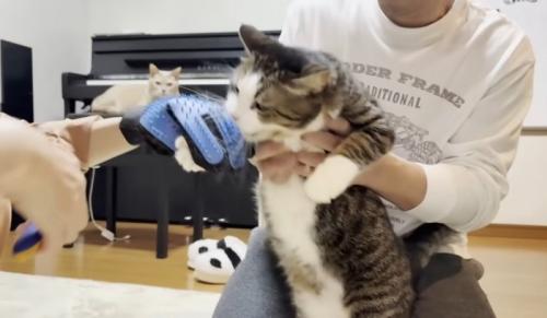 爪を切られて噛みついて抵抗する猫