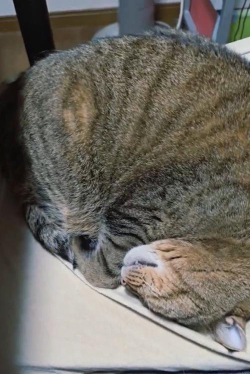 イスの上に丸まって眠る猫
