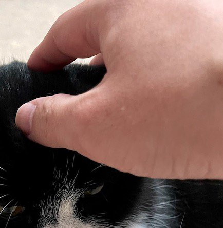 猫の頭を撫でる飼い主の手