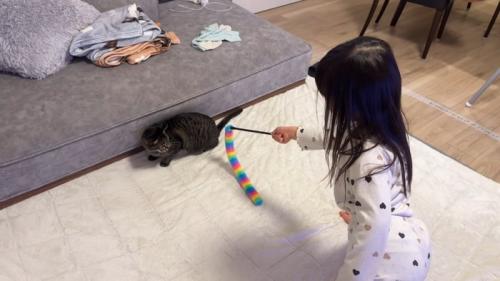 猫じゃらしを向けて