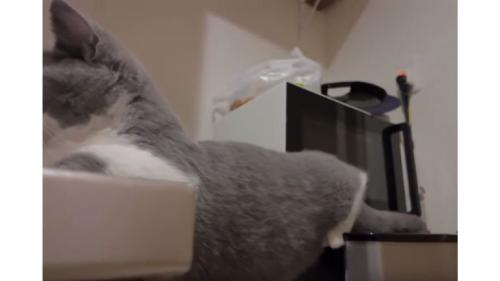 キッチンにいる猫