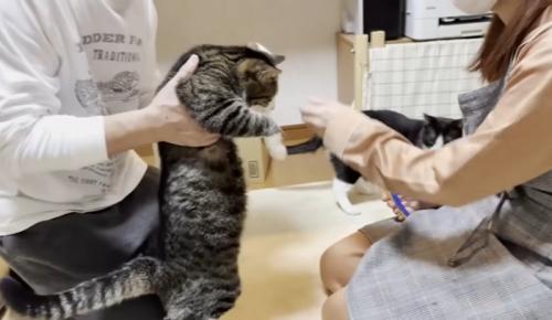 男性に抱っこされる猫