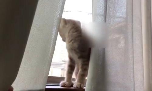 窓から外を眺める猫
