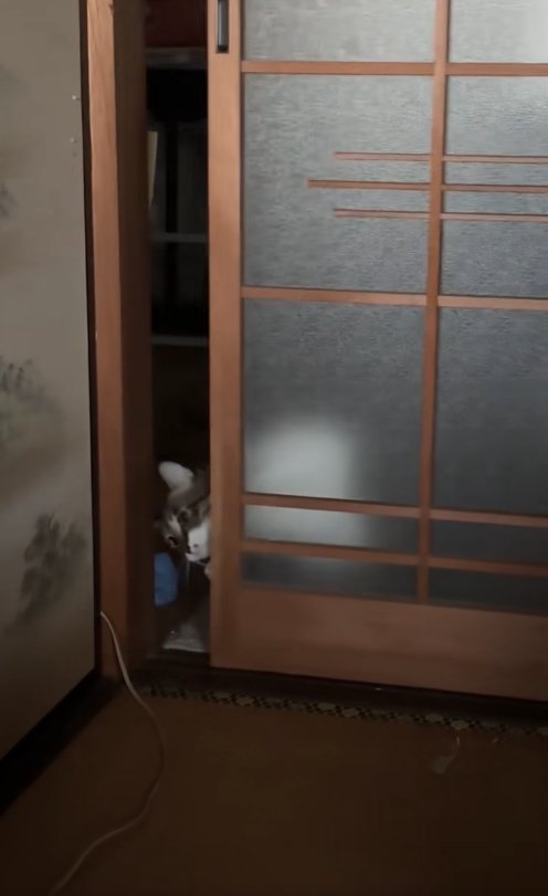 引き戸の隙間から顔を覗かせている猫