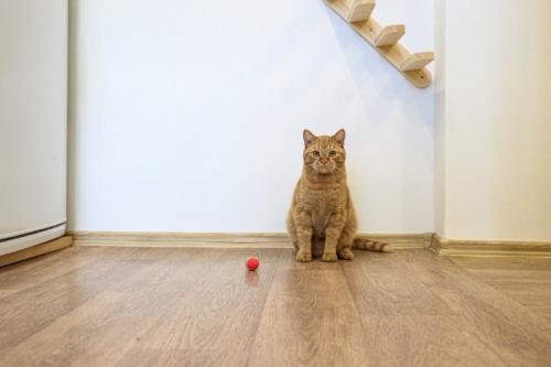 おもちゃと佇む猫
