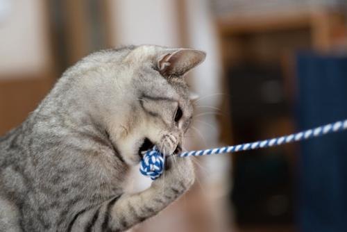 紐のおもちゃで遊ぶ猫