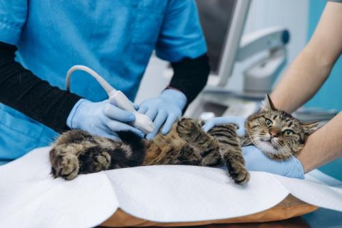 病院で検査される猫