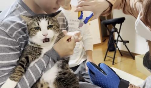 男性に抱っこされて不機嫌な猫