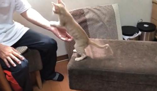 立ち上がる猫