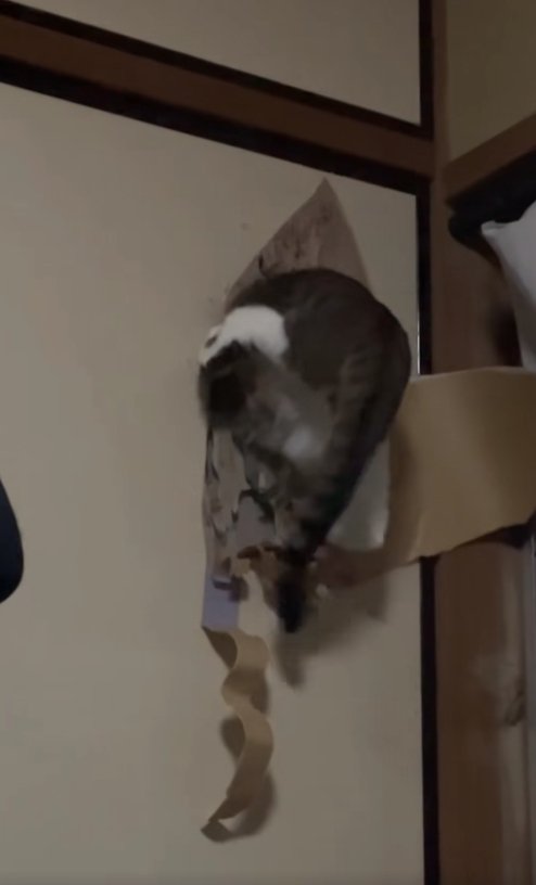 ふすまの穴に上半身を突っ込んでいる猫（字幕なし）