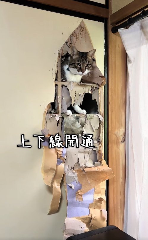 穴の空いたふすまから顔を出している猫「上下線開通」