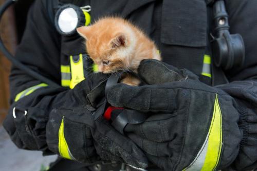 消防隊員に抱かれる猫