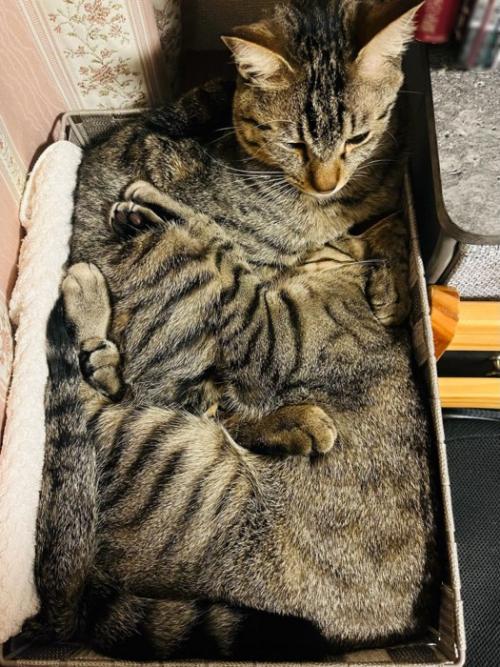箱に入る2匹の猫