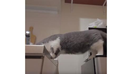 キッチンにいる猫