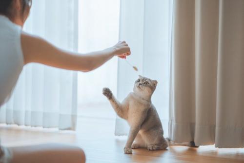 おもちゃで猫と遊ぶ人