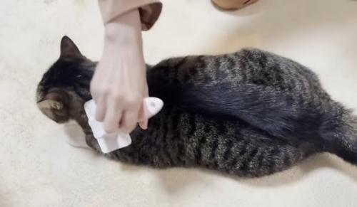 ブラッシングしてもらっている猫