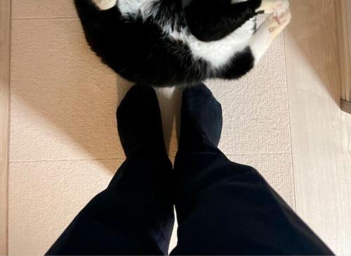 足元で寝転がる猫を見つめる飼い主