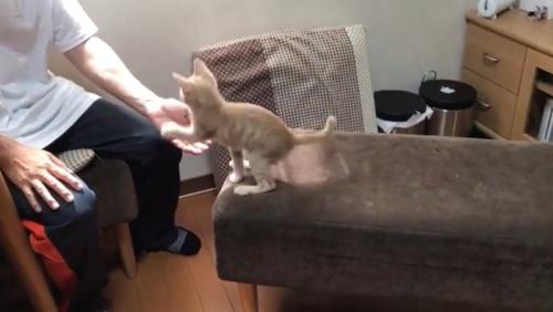飼い主さんの手に前足をかける猫